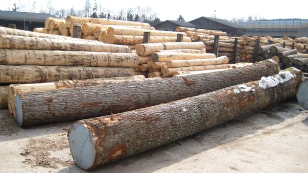Holz